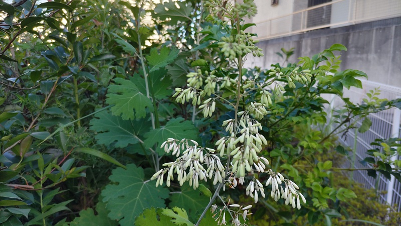 タケニグサの蕾 横浜市旭区中希望が丘