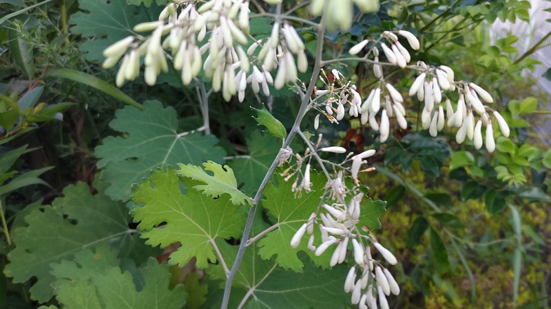 タケニグサの蕾 横浜市旭区中希望が丘