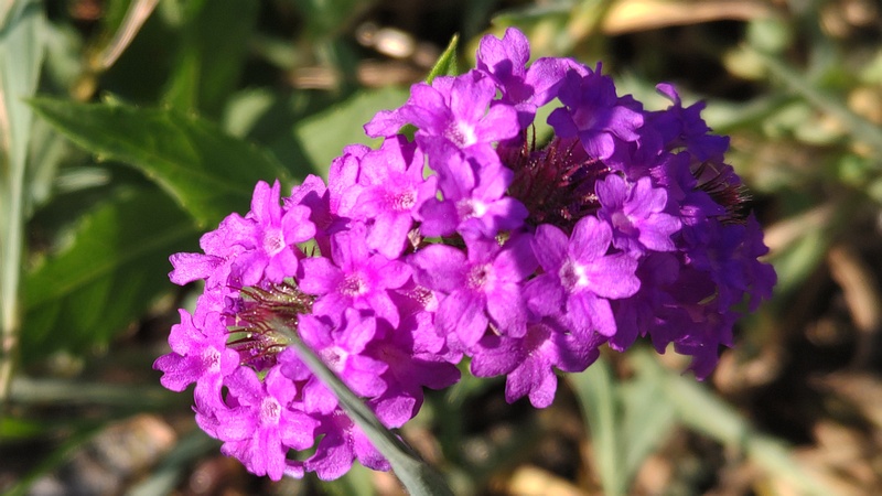 シュッコンバーベナの花 横浜市旭区希望が丘水の森公園