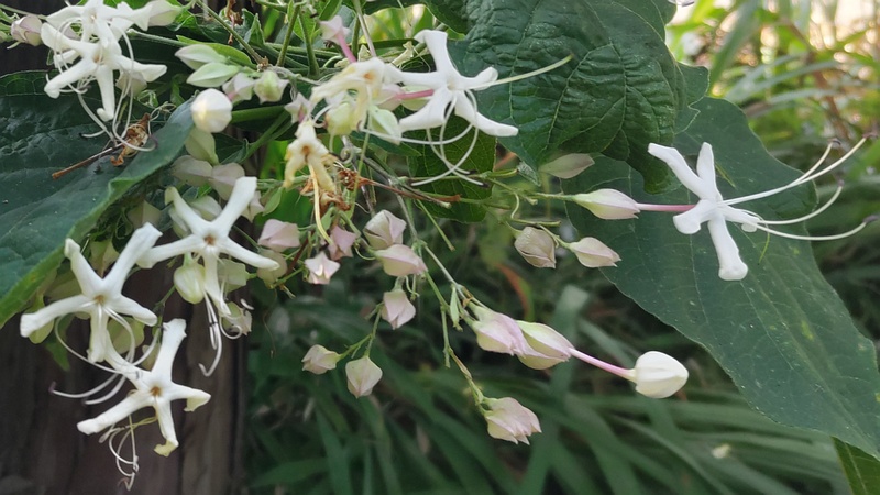 クサギの花 横浜市瀬谷区長屋門公園
