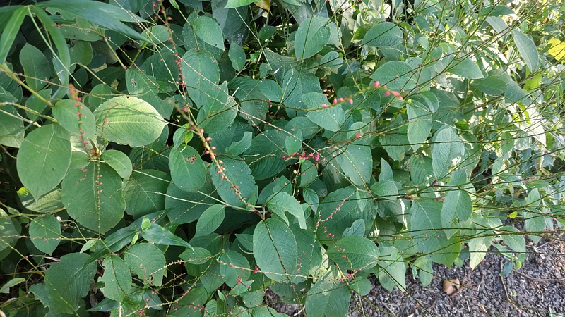 ミズヒキの花 横浜市瀬谷区長屋門公園
