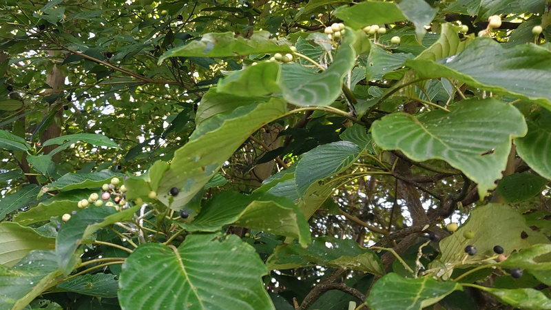 ミズキの果実 横浜市瀬谷区長屋門公園