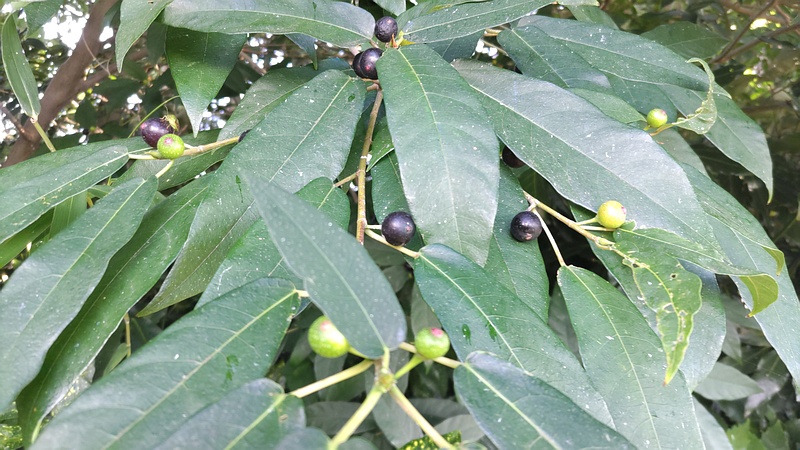 ホソバイヌビワの雌花嚢 横浜市瀬谷区長屋門公園