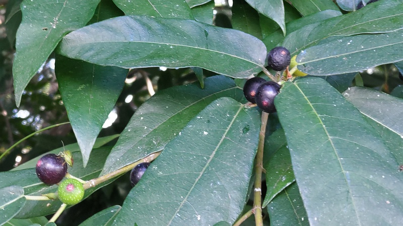 イヌビワの雌果嚢 横浜市瀬谷区長屋門公園