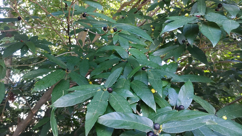 ホソバイヌビワの雌花嚢 横浜市瀬谷区長屋門公園