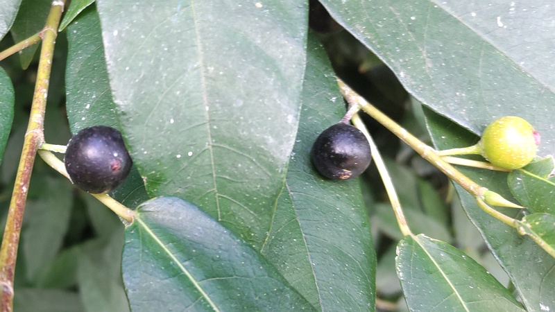 イヌビワの雌果嚢 横浜市瀬谷区長屋門公園