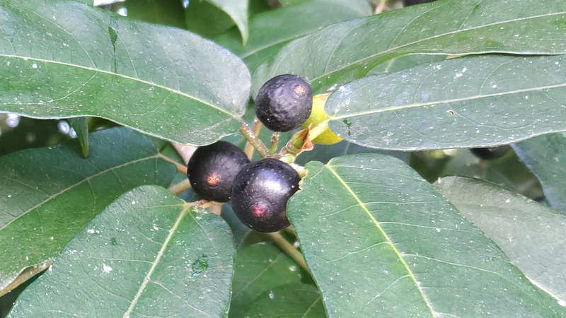 ホソバイヌビワの雌花嚢 横浜市瀬谷区長屋門公園