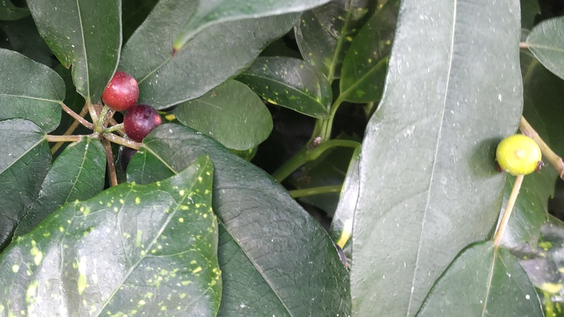イヌビワの花嚢 横浜市瀬谷区長屋門公園