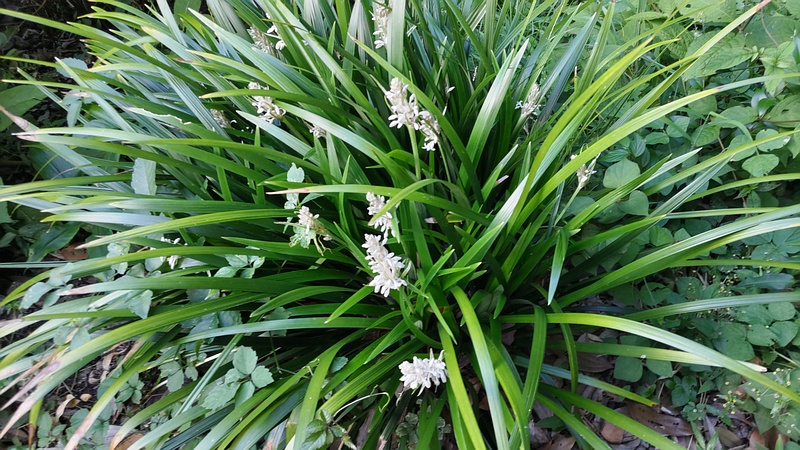 ノシランの蕾 横浜市瀬谷区長屋門公園