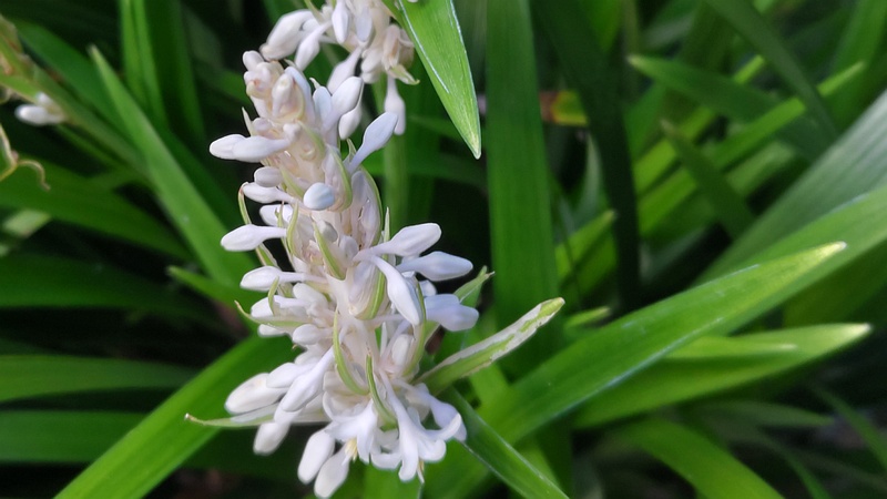 ノシランの蕾 横浜市瀬谷区長屋門公園