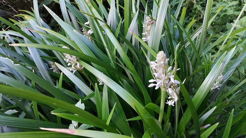 ノシランの蕾 横浜市瀬谷区長屋門公園