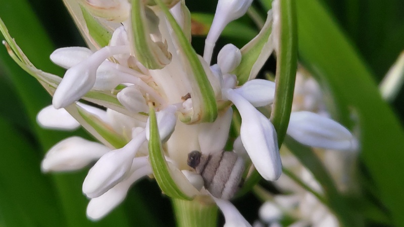 ノシランの蕾 横浜市瀬谷区長屋門公園
