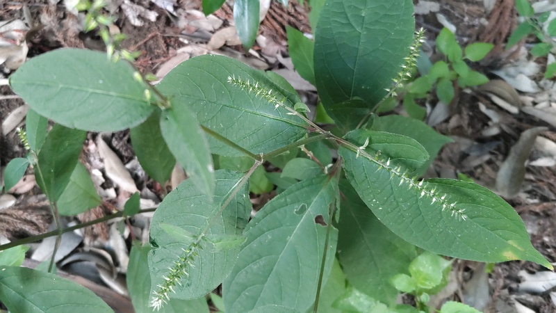 イノコヅチの花 横浜市瀬谷区長屋門公園