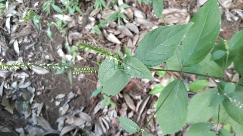 イノコヅチの花 横浜市瀬谷区長屋門公園