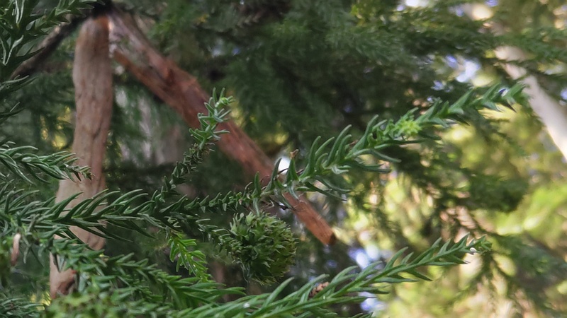 スギの果実 横浜市瀬谷区長屋門公園