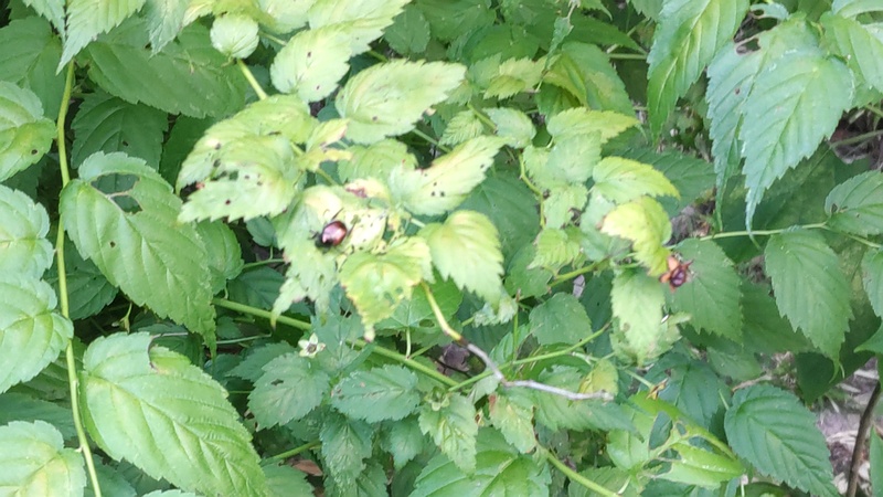 ヤマブキのマメコガネ 横浜市瀬谷区長屋門公園