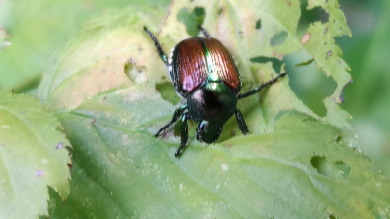 ヤマブキのマメコガネ 横浜市瀬谷区長屋門公園