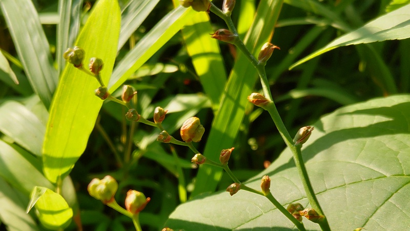 ヒメオウギスイセンの果実 横浜市瀬谷区長屋門公園