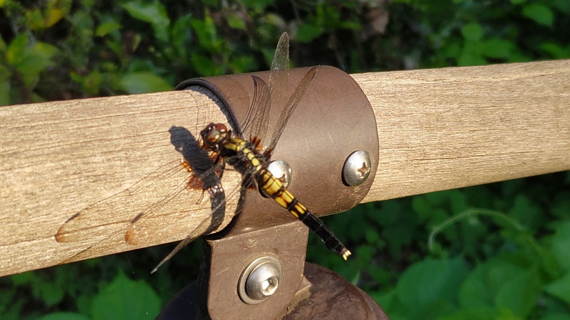 オオシオカラトンボの雌 横浜市旭区希望が丘水の森公園