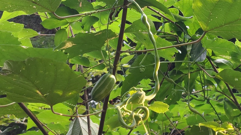 カラスウリの果実 横浜市旭区希望が丘水の森公園