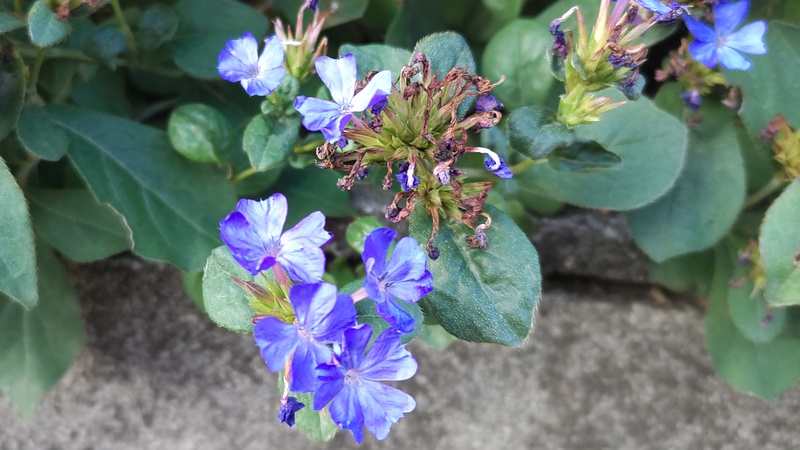 ルリマツリモドキの花 横浜市旭区中希望が丘