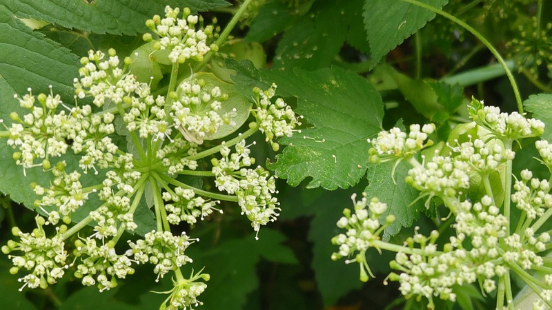 アシタバの花 横浜市旭区中希望が丘