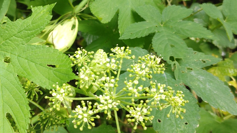 アシタバの花 横浜市旭区中希望が丘