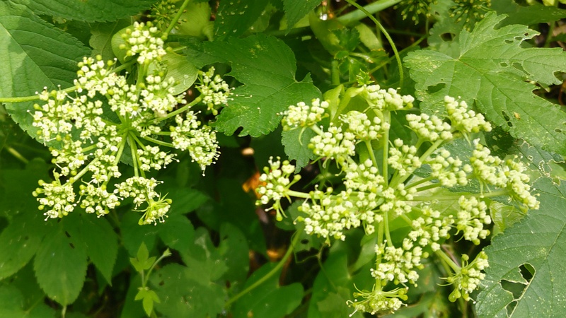 アシタバの花 横浜市旭区中希望が丘
