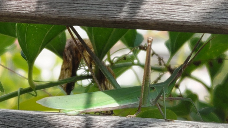ショウリョウバッタ♀ 横浜市旭区東希望が丘