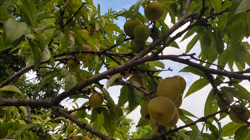 ハナモモの果実 川崎市幸区さいわいふるさと公園
