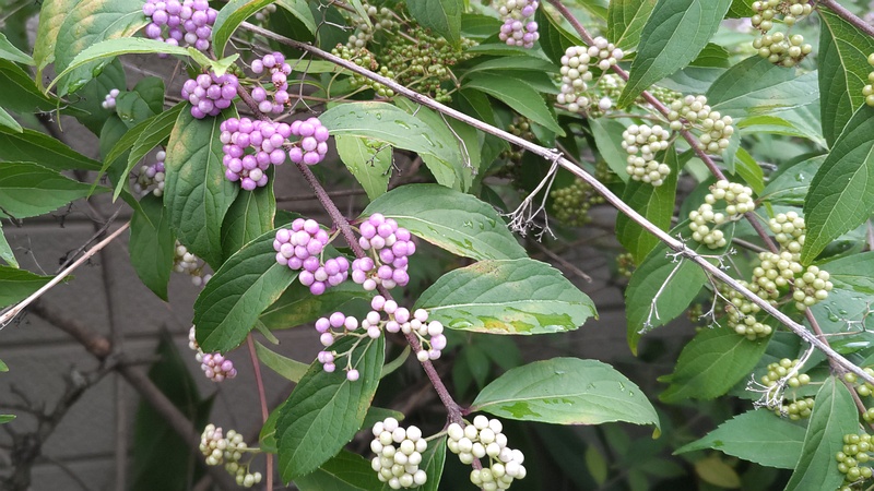 コムラサキの果実 川崎市幸区