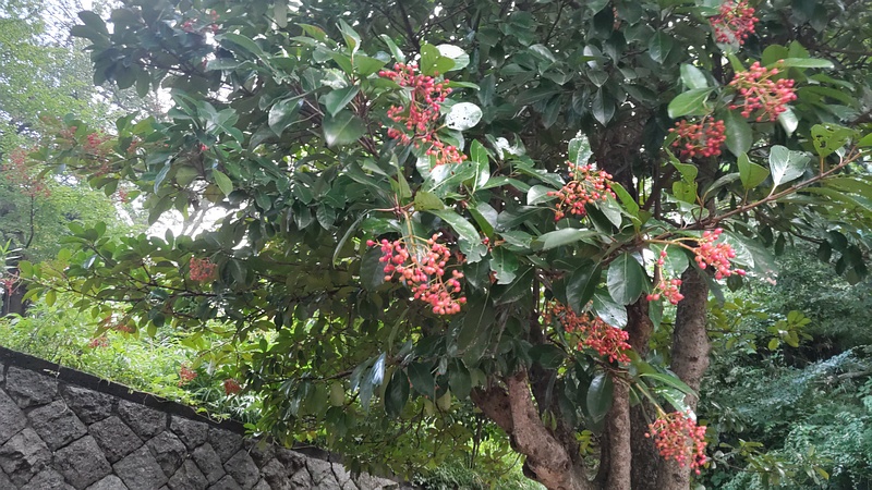 サンゴジュの果実 川崎市幸区夢見ヶ崎公園
