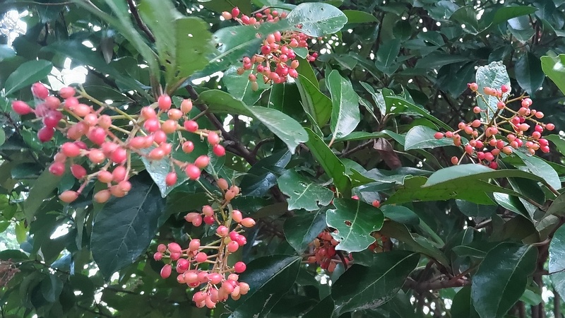 サンゴジュの果実 川崎市幸区夢見ヶ崎公園