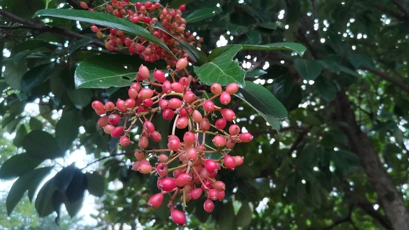 サンゴジュの果実 川崎市幸区夢見ヶ崎公園