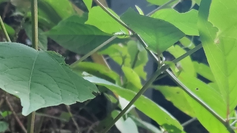 イノコヅチの花 川崎市幸区夢見ヶ崎公園
