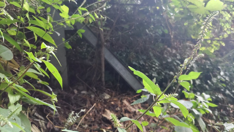 イノコヅチの花 川崎市幸区夢見ヶ崎公園