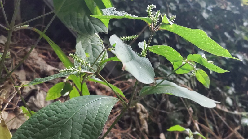 イノコヅチの花 川崎市幸区夢見ヶ崎公園