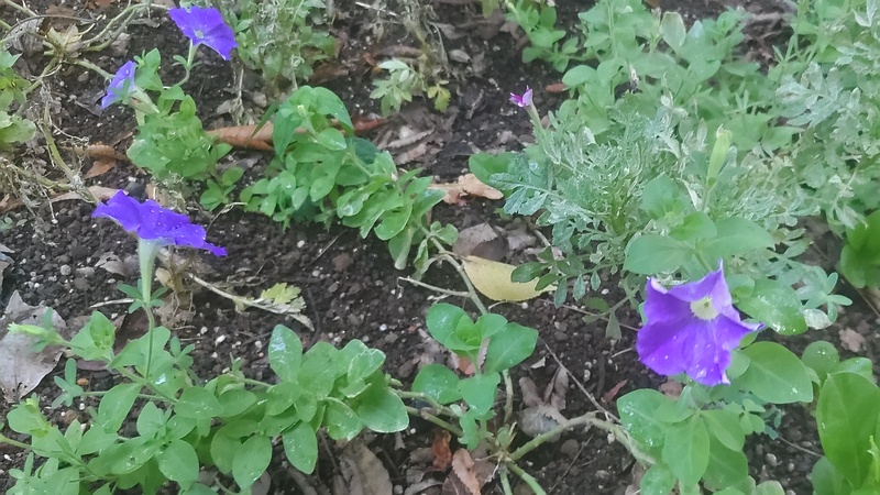 ペチュニアの花 川崎市幸区夢見ヶ崎公園