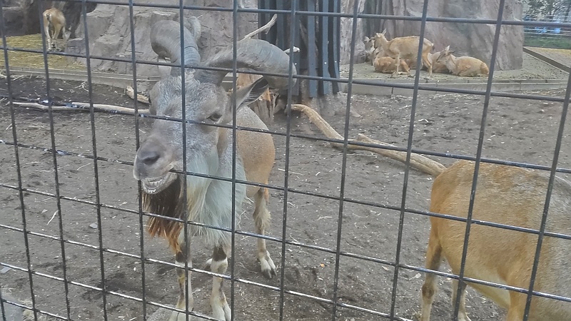 マーコール 川崎市幸区夢見ヶ崎公園