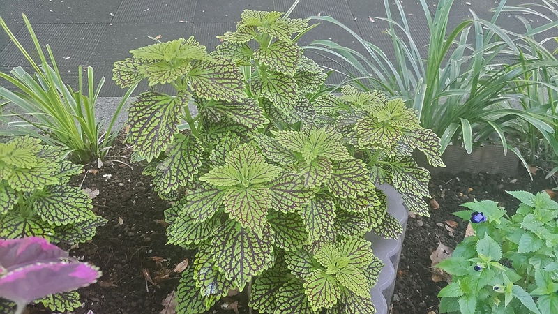 キンランジソ 川崎市幸区夢見ヶ崎公園