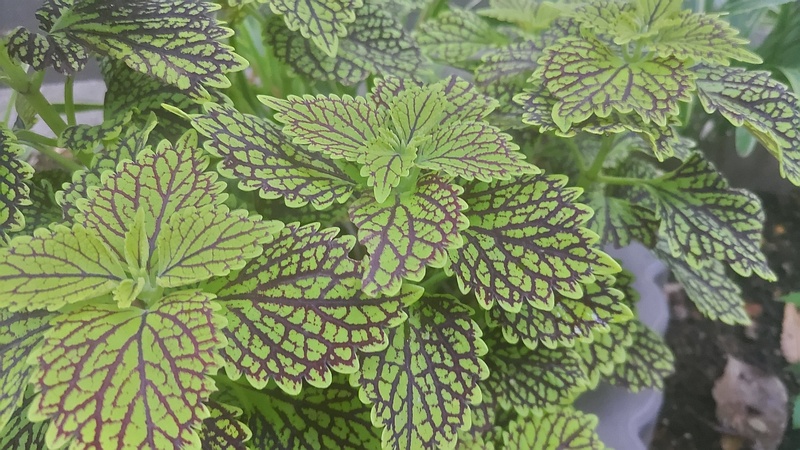 キンランジソ 川崎市幸区夢見ヶ崎公園