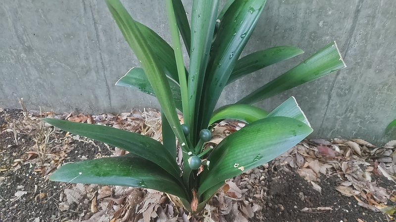 クンシランの果実 川崎市幸区夢見ヶ崎公園