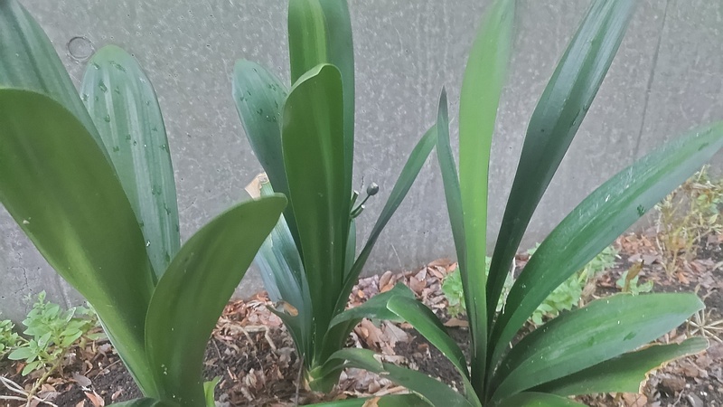 クンシランの果実 川崎市幸区夢見ヶ崎公園