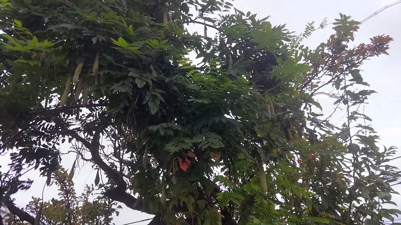 フジの果実 川崎市幸区