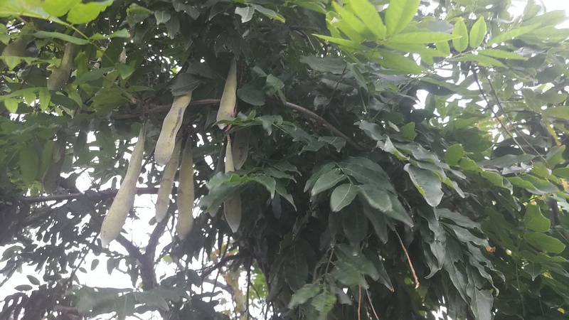 フジの果実 川崎市幸区