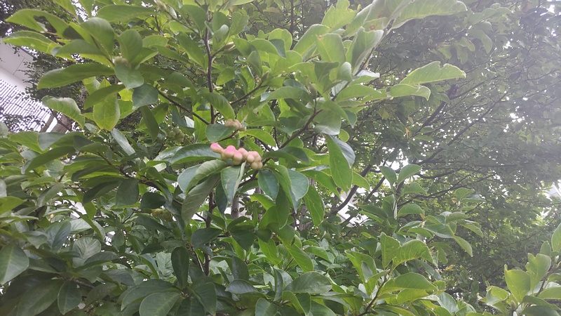 コブシの果実 川崎市幸区