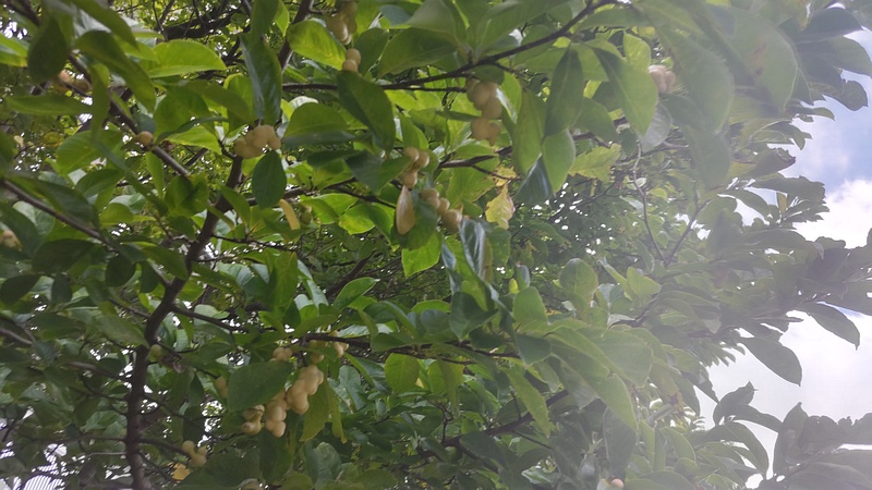 コブシの果実 川崎市幸区