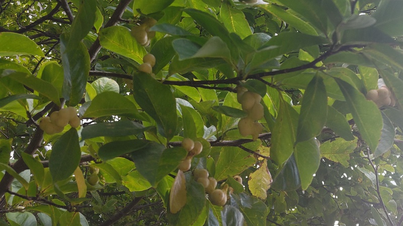 コブシの果実 川崎市幸区