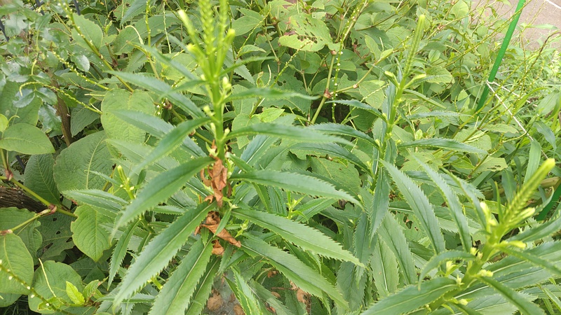 ハナトラノオの蕾 川崎市幸区さいわいふるさと公園