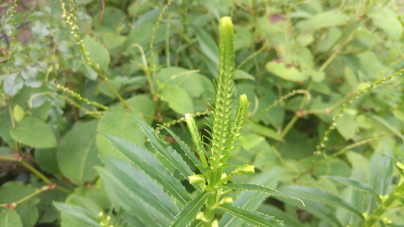 ハナトラノオの蕾 川崎市幸区さいわいふるさと公園